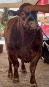 Rancho La Marina productor de Ganado Angus del trópico para el trópico